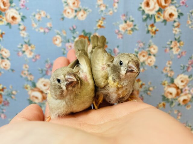 錦花鳥（キンカチョウ）