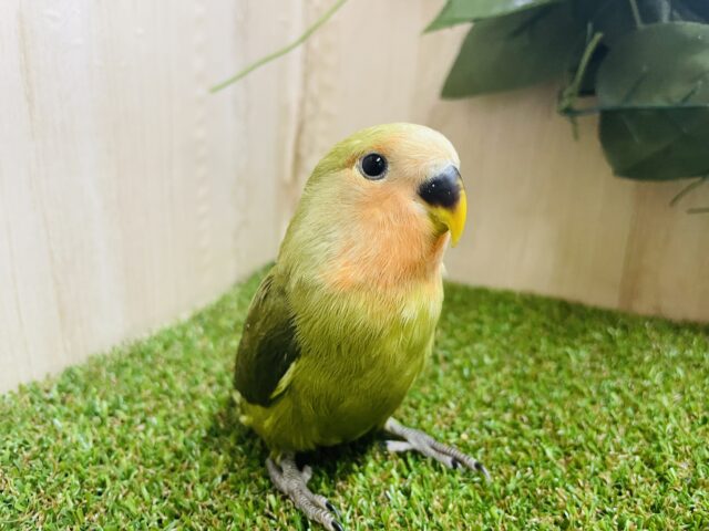 コザクラインコ（小桜インコ）