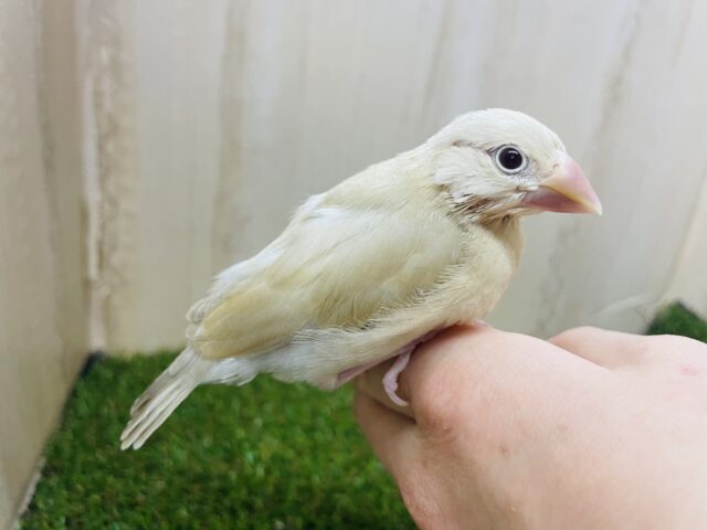 シナモン文鳥
