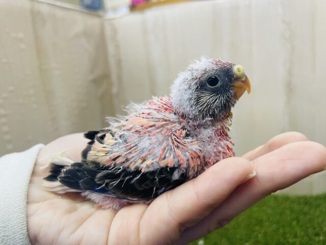 お久しぶりのピンクの鳥さん💓 ローズ秋草インコ アキクサインコ(秋草インコ)