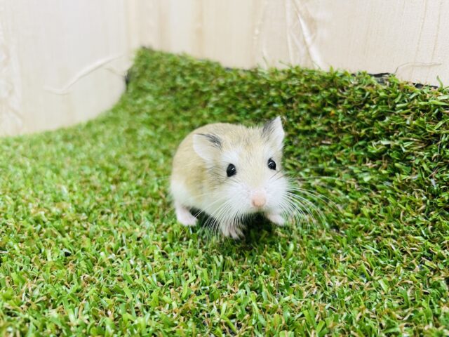 ロボロフスキーハムスター