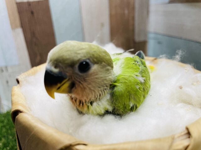 コザクラインコ（小桜インコ）