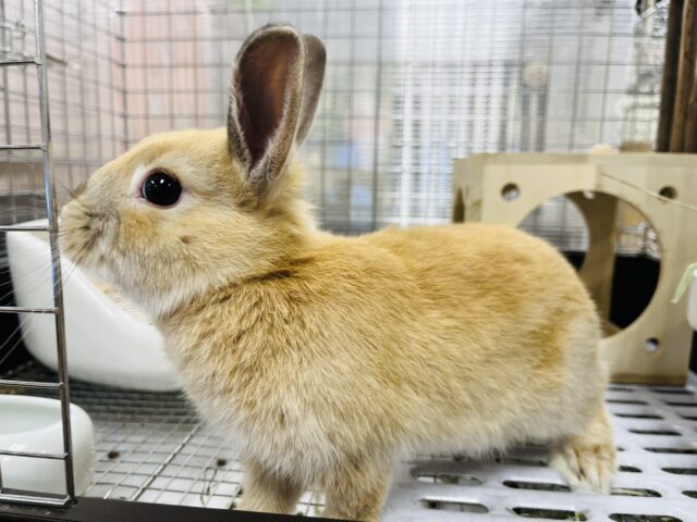 ネザーランドドワーフ