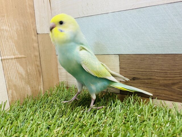 セキセイインコ