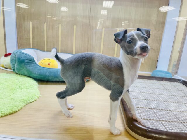 イタリアングレーハウンド