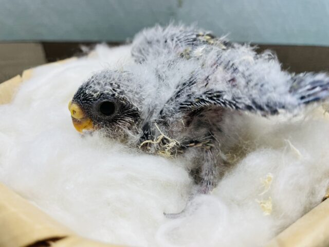 アキクサインコ（秋草インコ）