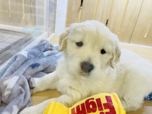 ゴールデンレトリバー