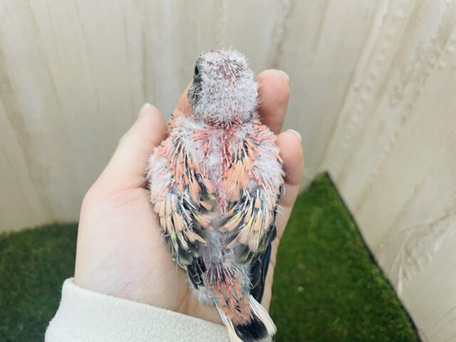 アキクサインコ（秋草インコ）