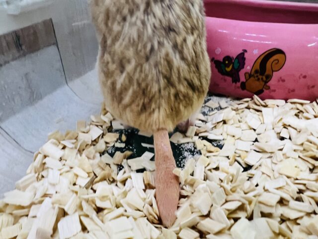 マカロニマウス（ファットテールジャービル、オブトアレチネズミ）