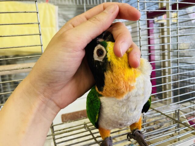 ズグロシロハラインコ