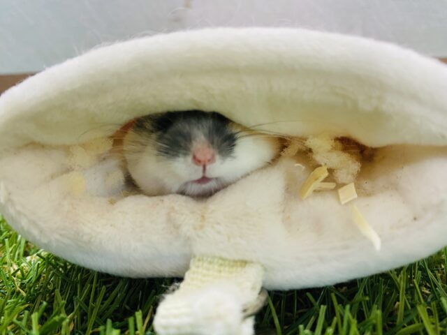 ジャンガリアン