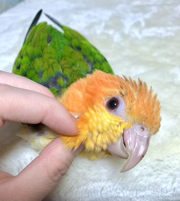シロハラインコ