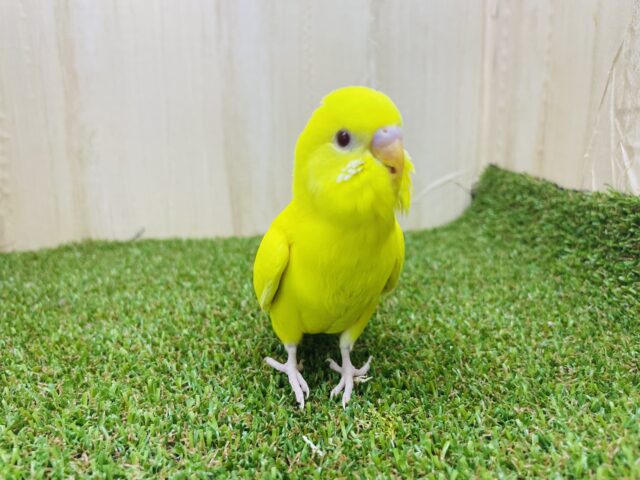 セキセイインコ