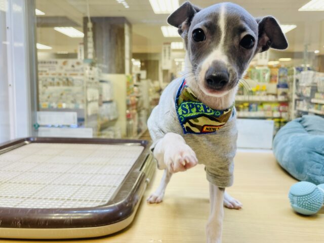 イタリアングレーハウンド