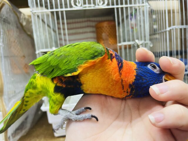 アカエリゴシキセイガイインコ