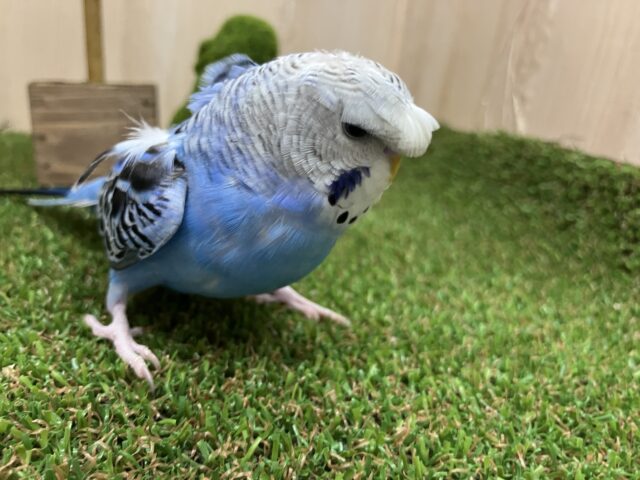 羽衣セキセイインコ