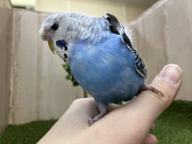 羽衣セキセイインコ