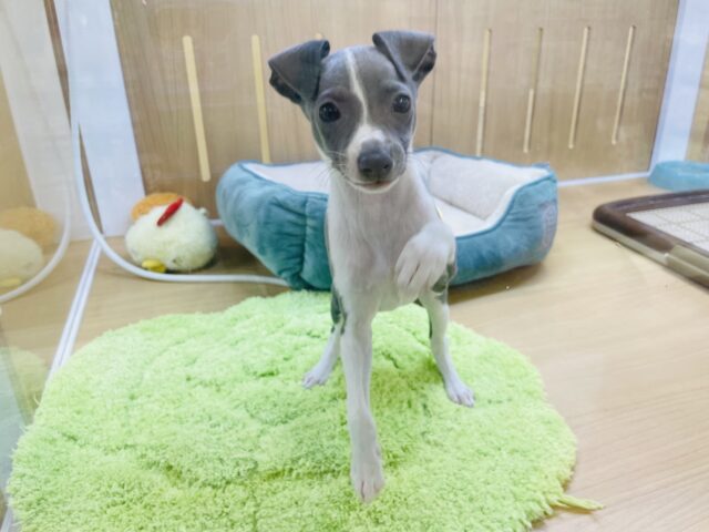 イタリアングレーハウンド