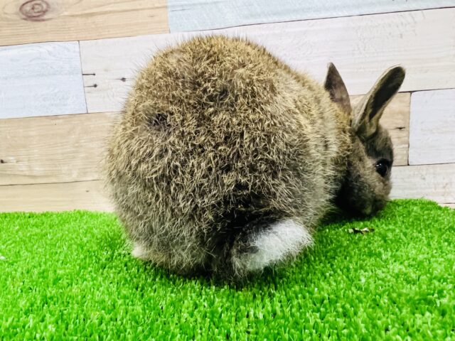 ネザーランドドワーフ