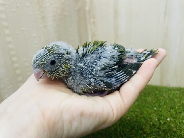サザナミインコ