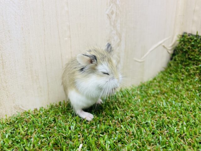 ロボロフスキーハムスター