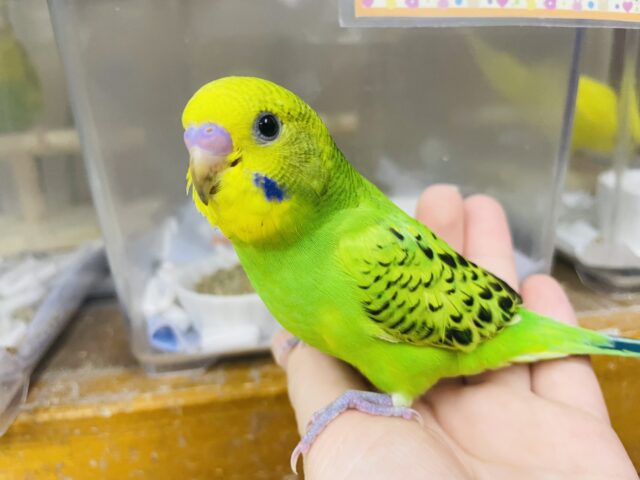 セキセイインコ