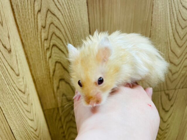 ゴールデンハムスター