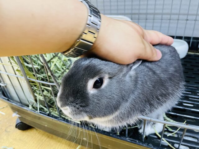 ネザーランドドワーフ