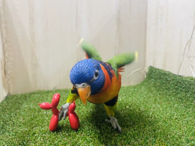 アカエリゴシキセイガイインコ