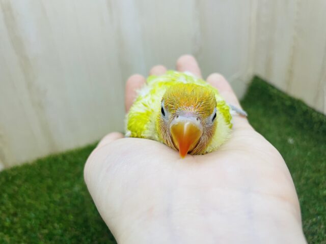 ヤマブキボタンインコ