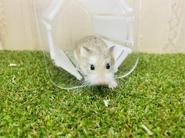 ロボロフスキーハムスター