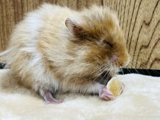 ゴールデンハムスター