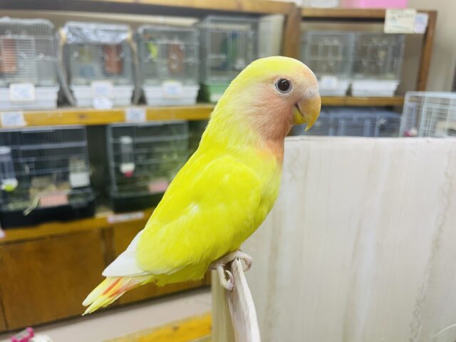 コザクラインコ（小桜インコ）