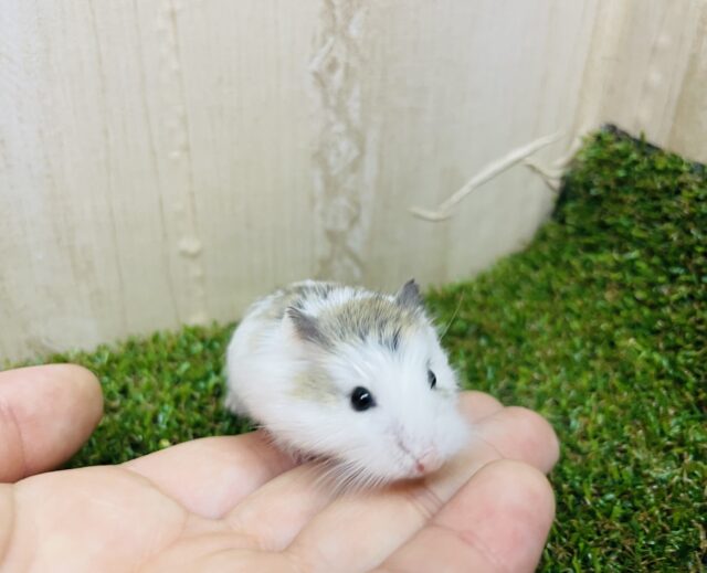 ロボロフスキーハムスター