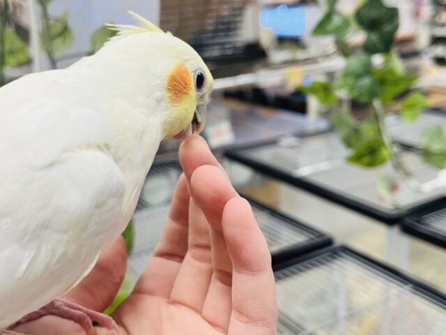 オカメインコ
