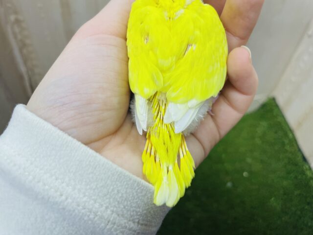 セキセイインコ