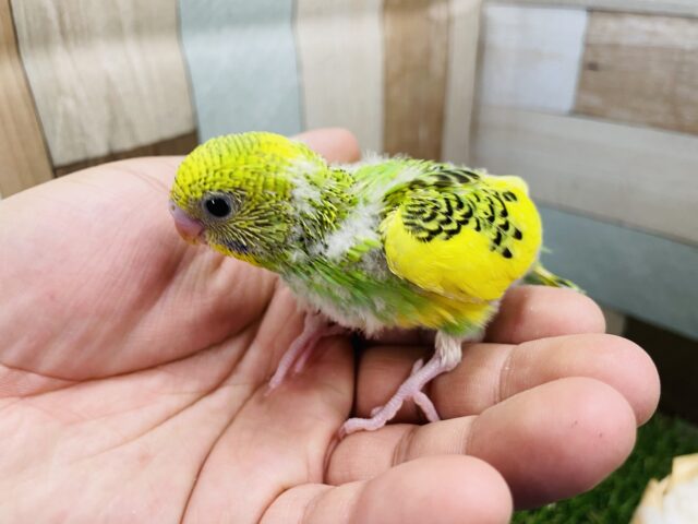 セキセイインコ