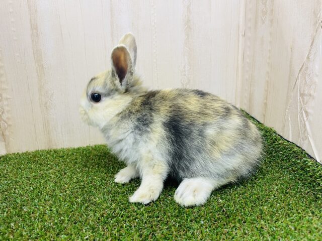 ネザーランドドワーフ