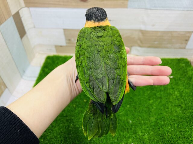 ズグロシロハラインコ
