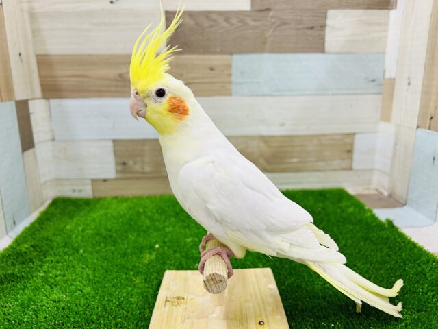 オカメインコ