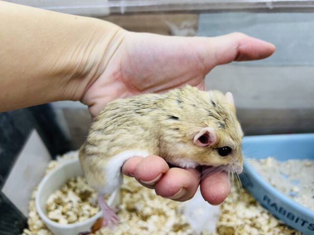 マカロニマウス（ファットテールジャービル、オブトアレチネズミ）