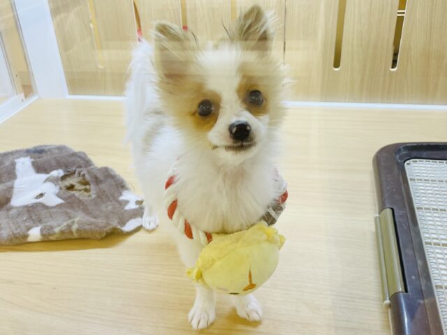 超ホヤホヤ最新画像✨尻尾が止まりません★ポメラニアンくん! ポメラニアン