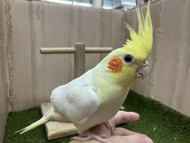 オカメインコ