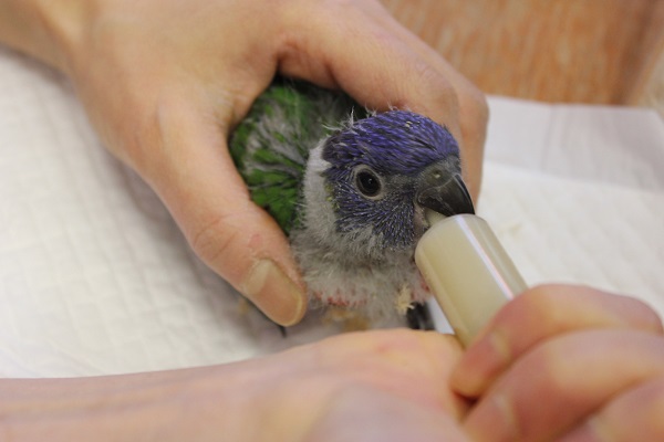 ゴシキセイガイインコ