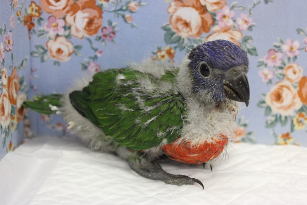 ゴシキセイガイインコ