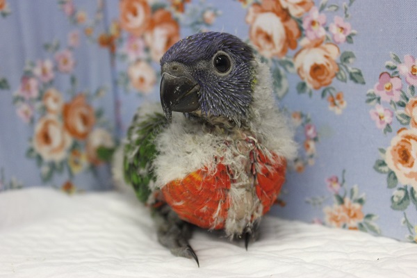 ゴシキセイガイインコ