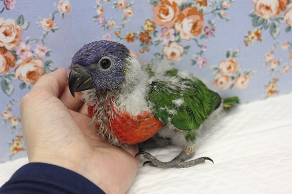 ゴシキセイガイインコ