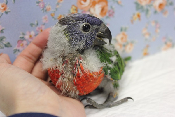 ゴシキセイガイインコ