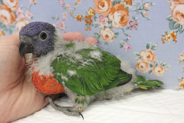 ゴシキセイガイインコ