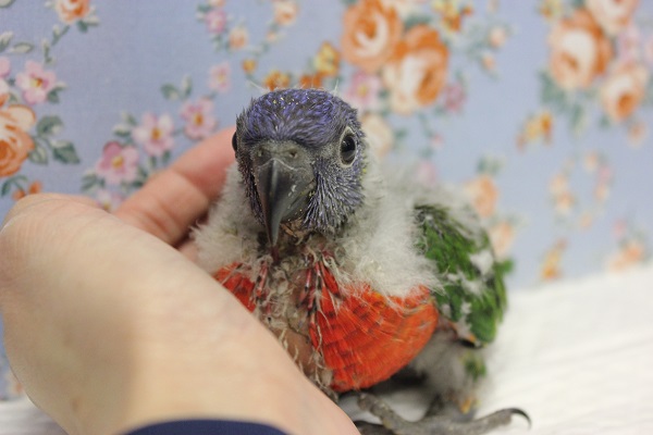 ゴシキセイガイインコ